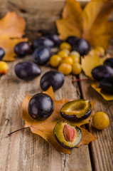 Freshly picked and washed plums