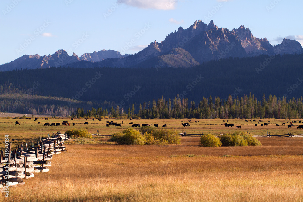 Wall mural Fields, fences, cattle, and the Sawtooth Mountains in evening light near Stanley, Idaho