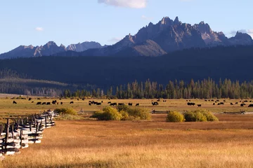 Fotobehang Fields, fences, cattle, and the Sawtooth Mountains in evening light near Stanley, Idaho © Martha Marks