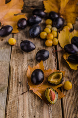 Freshly picked and washed plums