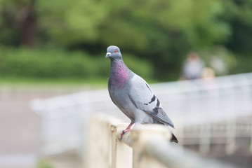 Pigeon Facing Right
