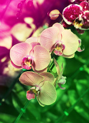 Panele Szklane  fioletowa orchidea