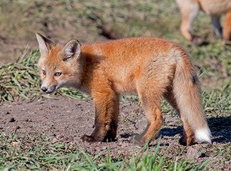 Red Fox kit