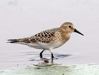 Baird's Sandpiper