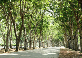 Fototapeta na wymiar tunnel of green trees on sunlight
