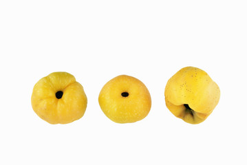 Three chaenomeles speciosa (Rosaceae) fruits