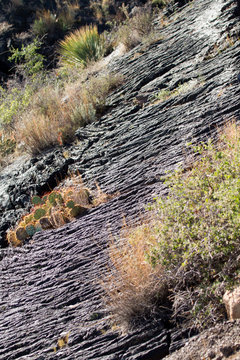 Cacti, Yucca and grasses grow amid a 5,000 year old ropy lava bed at Valley of Fires NRA in New Mexico