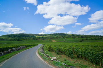 Road through vineyards