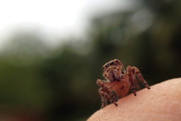 jumping spider 