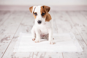 Puppy on absorbent litter