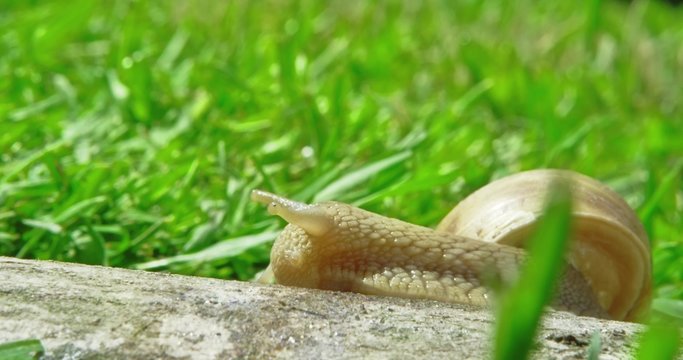 European pulmonate land snail (Helix aspersa)