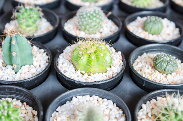 Cactus desert plant