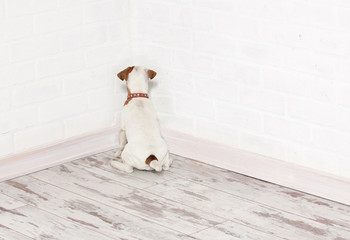 Fototapeta na wymiar Dog standing in the corner