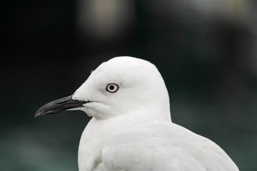 Maorimöwe in Neuseeland