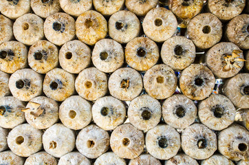 Mushrooms Growing In A Farm