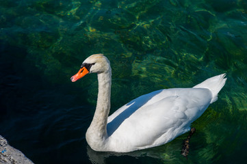 White swan
