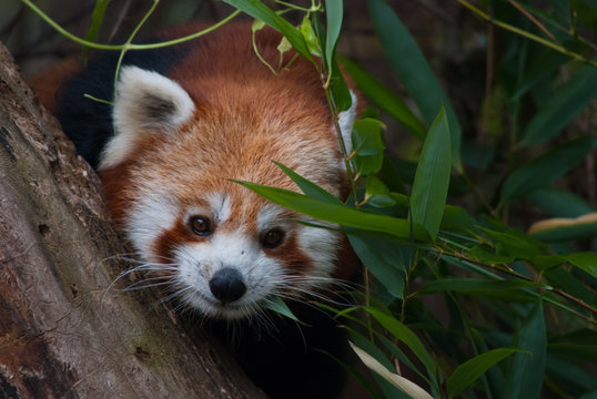3 643 Best Red Panda Face Images Stock Photos Vectors Adobe Stock 3 643 Best Red Panda Face Images Stock Photos Vectors Adobe Stock