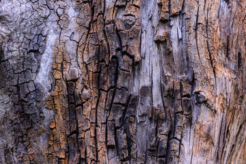 Cracked old tree stump texture.