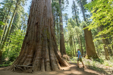 Man standing looking at huge Redwood tree in Calaveras National Big Trees State Park, California, United States