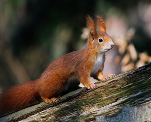 Naklejka na ściany i meble red squirrel