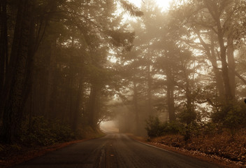 foggy drive through the forest
