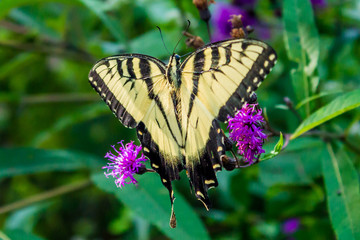 A Butterfly on a flower