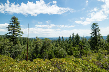 Huge Redwood trees in Calaveras National State Park, California, United States