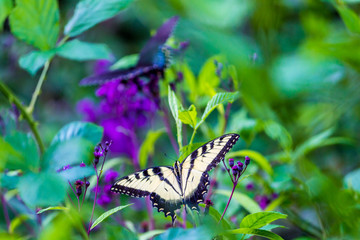 Two butterlies on flowers