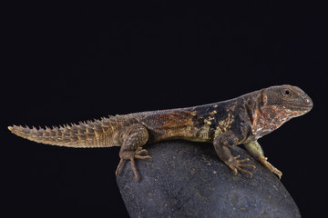 Naklejka na ściany i meble Yucatán spiny-tailed iguana (Ctenosaura defensor)