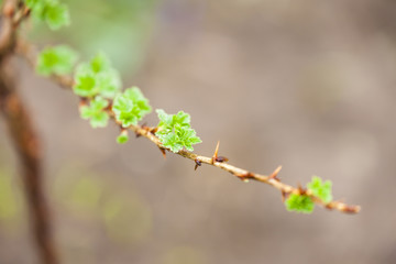 branch of gooseberry bush in spring