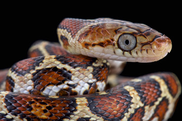 Yellow-red Rat Snake (Pseudelaphe flavirufa)