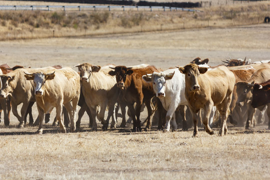 Reba&ntilde;o de vacas mansas. Traslado de vacas. Vacas en el campo.