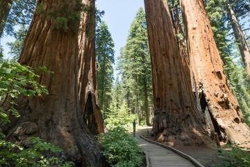 Huge Redwood trees at Calaveras National State Park, California, United States