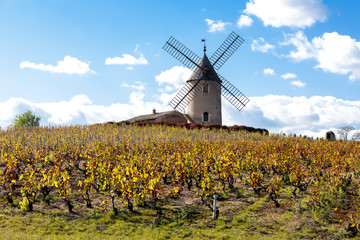 vineyard with windmill near Chenas, Beaujolais, Rhone-Alpes, Fra