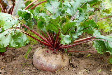 beetroot growing on organic farm