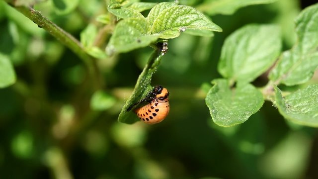 Potato bug larva  eating a leaf of a potato plant