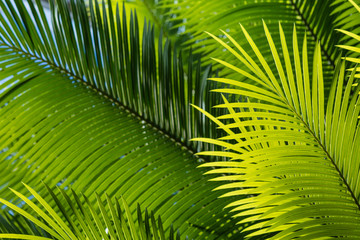 feuilles de palmier rétroéclairées