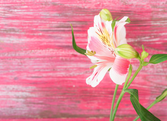 flower on wood background