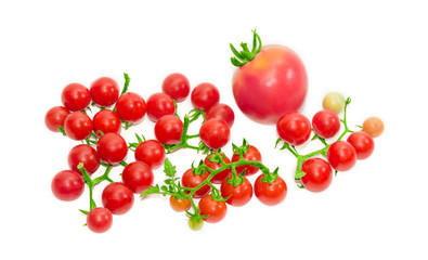 Several branches of cherry tomato and one conventional tomato