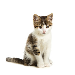Fototapeta premium Cute kitten sitting on a white background