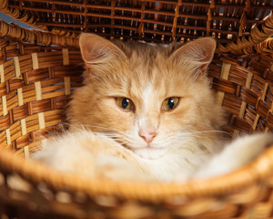 Fototapeta na wymiar Red cat resting in a wicker basket of twigs tree