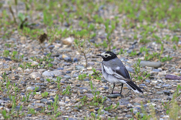 White wagtail 