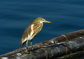 Chinese Pond Heron