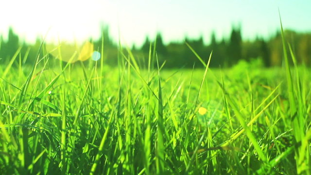 Green grass dolly out