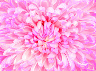 Beautiful close up of Pink chrysanthemum