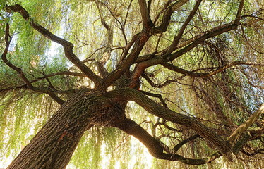 Weidenbaum in Esslingen Klein Venedig