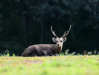 Deer, in nature wildlife anima