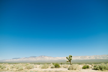 Fototapeta premium Dry and arid landscape with deep blue sky and lots of copyspace for travel background, Death Valley national park
