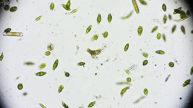 Am&ouml;be und Phytoplankton - 1080p Full HD
