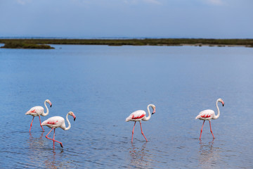 Flamants Roses, Camargue